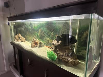 aquarium 420 gallon with cabinet