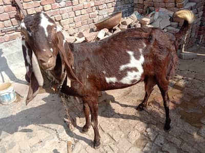 dasi Patel bakri