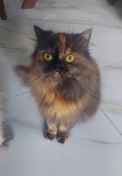 Persian | Cat | Kitten | Persian Cat | Persian Kitten | Pikil | Peke