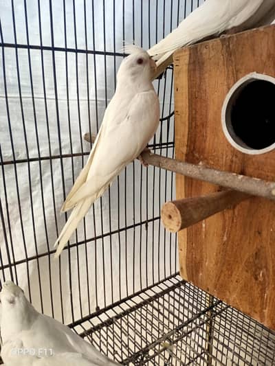 Eno redeyes breeder pair