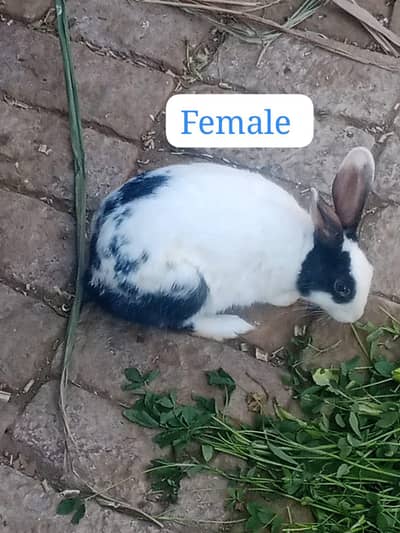 Rabbits breeder pair for sale