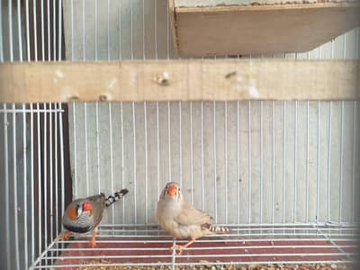 A breeder pair of Zebra Finches