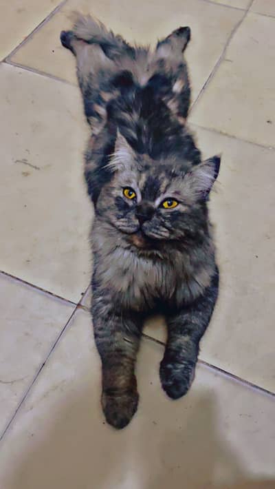 Persian cat