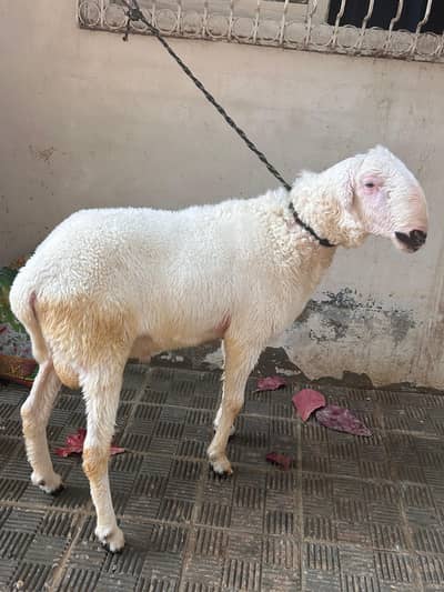 MUNDRA FOR SALE 2 DANT