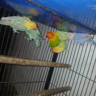 Lovebird complete setup for sale