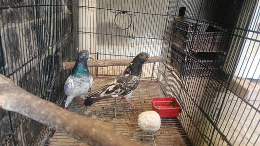 Teddy Pair (Guarantee wala)