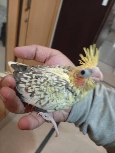pearl cocktail chick for hand tame purpose