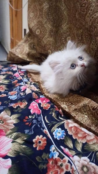 persian cat
