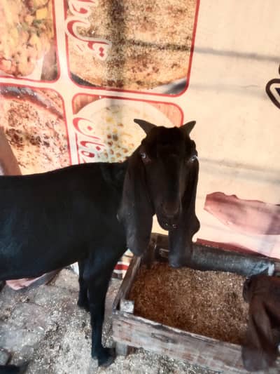 Black Nagra Bakri 6 daant Hain aur aik bacha 17 din ka