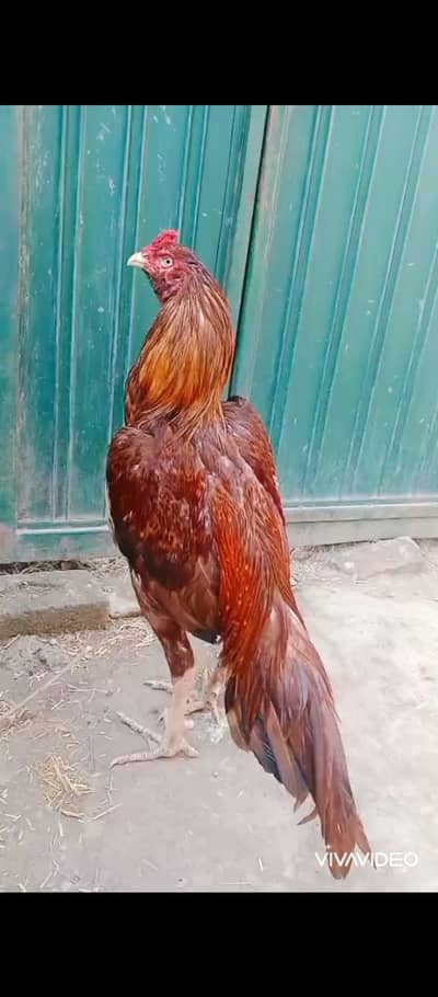 Bazi jeeta murgha video available