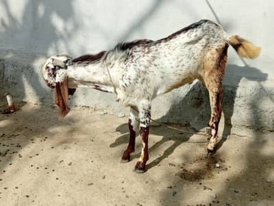 bakra for sale  qadir town wah cantt