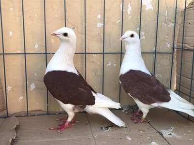 top class Saddle homers