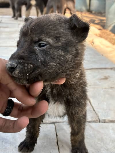German shepherd puppies for sale