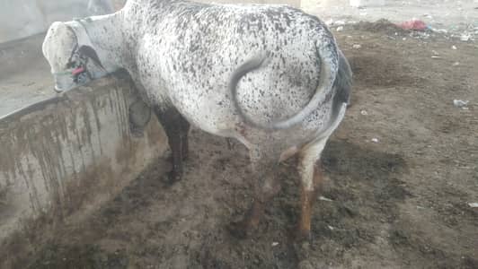 cholistani bachree  mondi gabban ready for delivery