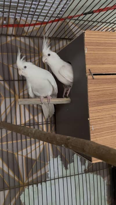 Eno White Common White Pair For Sale