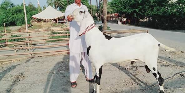 Bakra for sale munh se 2 dant call me 03460423873