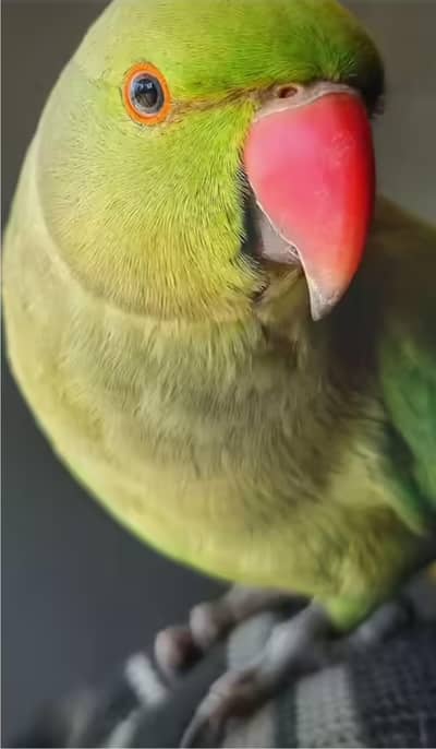 HAND TAME , FAMILY FRIENDLY  TALKING IN PROGRESS OVERALL 9/10