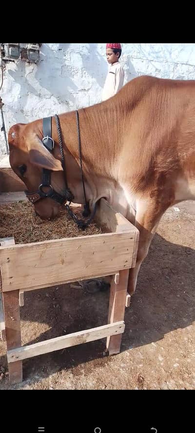 Bachra for Sale Qurbani 2027 Best For Shoq MashAllAh