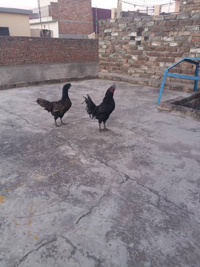 ayamcemani pair argent forsale