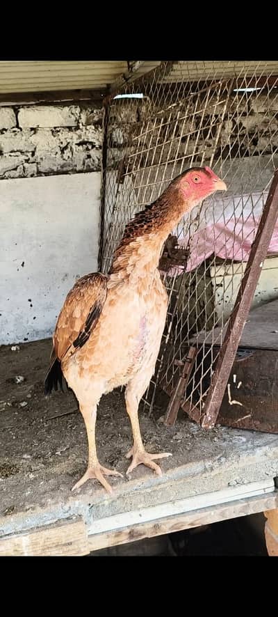 Aseel shamo | Aseel | Japenese | Swing neck Shamo for sale