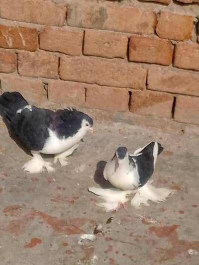 full healthy pair bachchon ki guarantee ke sath