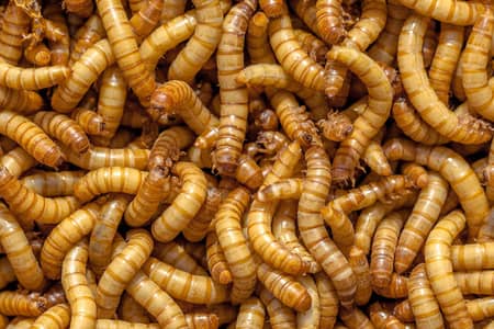 10Pcs in Rs. 1 - RsLive Mealworms 1500 Per KG - BSF Black Soldier Fly