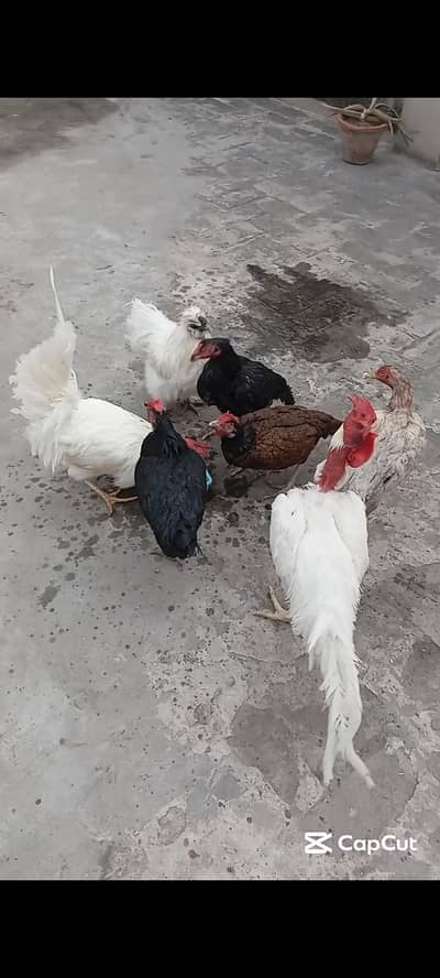 Aseel and silki and dasi miurgiya