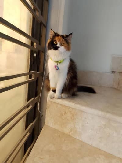 Persian cat for sale