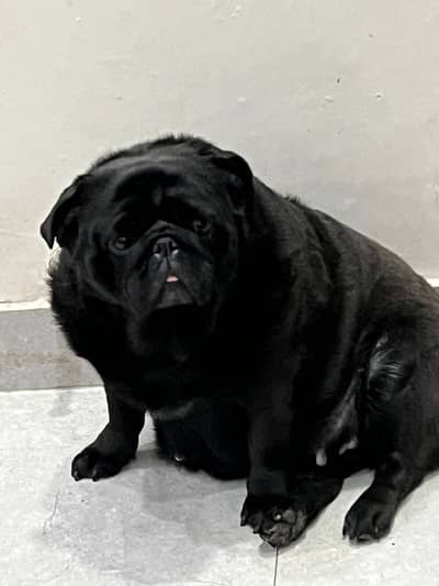 Pug Female
