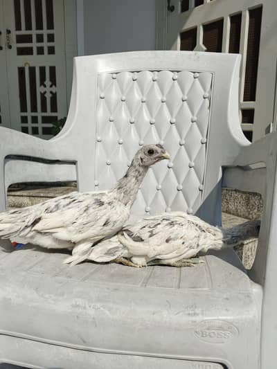 High quality ice blue dragon pair