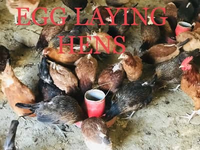 Golden misri | Desi murgi | Ande wali Murgi | Pathi | Desi Eggs | hen