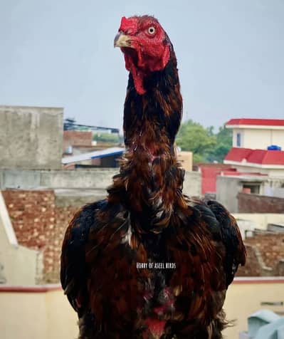 Thai Aseel/ thai Vietnam Murga/ big height Aseel For sale