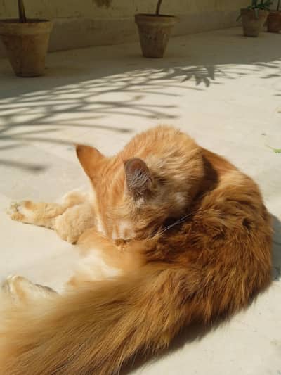 persian cat for selll