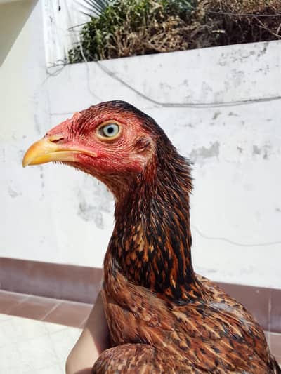 high quality peelaiaseel pathi