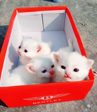 3 kitten of persion cat for sale