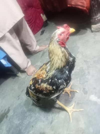 This is a good nose of a good larka or meanwalu