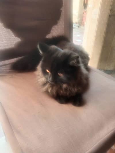 Double Fur coated Persian kitten