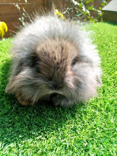 Holland lop for sale