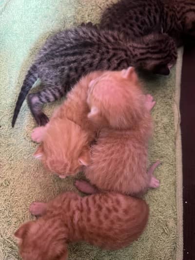 Kittens for adoption