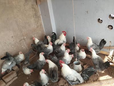 Pure Misri hen (Egyptian Fayoumi)