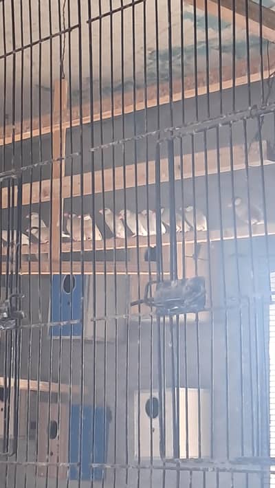 Fawn jawa and white red eye finches