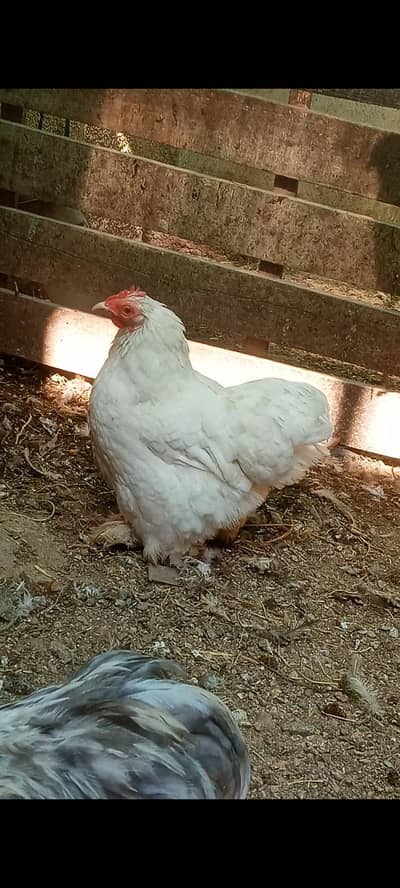 Pure Bantam '0' size