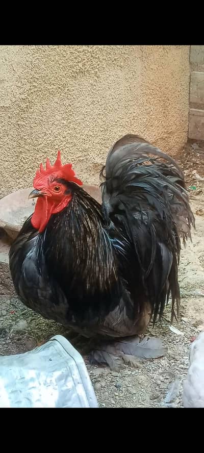 Pure Bantam '0' size