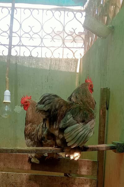 Pure Bantam '0' size fancy