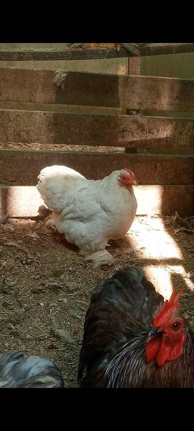 Pure Bantam '0' size
