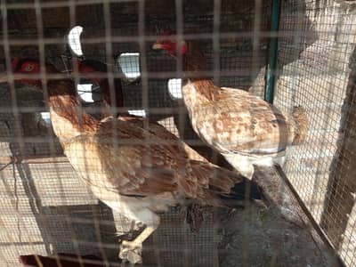 Pure Aseel Egg Laying Hens Available for Sale
