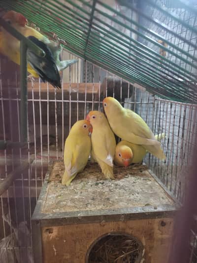 creimino pair and decino to creimino pair  available hy