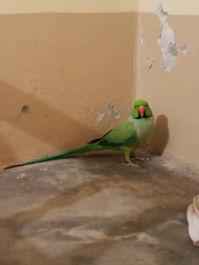 Green Ringneck breeder male for sale