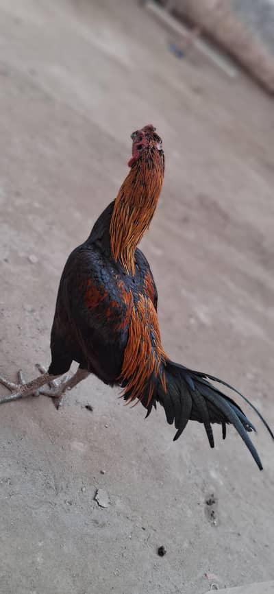 dargon|aseel|black|skin dragon