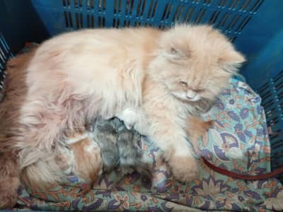 persion female mother  with 5 kittens for sale